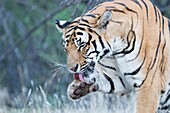 South Africa,Private reserve,Asian (Bengal) Tiger (Panthera tigris tigris),resting,grooming.