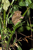 Asia,Indonesia,Celebes,Sulawesi,Tangkoko National Park,. Spectral tarsier (Tarsius spectrum,also called Tarsius tarsier).