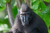 Asien, Indonesien, Celebes, Sulawesi, Tangkoko-Nationalpark. Celebes-Schopfmakak oder Schwarzer Schopfmakak, Sulawesi-Schopfmak oder der Schwarze Affe (Macaca nigra), erwachsener Mann.