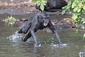Asia,Indonesia,Celebes,Sulawesi,Tangkoko National Park,Celebes crested macaque or crested black macaque,Sulawesi crested macaque,or the black ape (Macaca nigra),in the river,youngs playing.