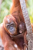 Asia,Indonesia,Borneo,Tanjung Puting National Park,Bornean orangutan (Pongo pygmaeus pygmaeus),Adult female with a baby.