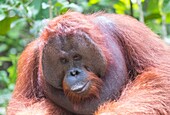 Asien, Indonesien, Borneo, Nationalpark Tanjung Puting, Borneo-Orang-Utan (Pongo pygmaeus pygmaeus), erwachsener Mann