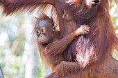 Asien, Indonesien, Borneo, Nationalpark Tanjung Puting, Borneo-Orang-Utan (Pongo pygmaeus pygmaeus), erwachsenes Weibchen mit einem Baby.