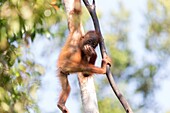 Asia,Indonesia,Borneo,Tanjung Puting National Park,Bornean orangutan (Pongo pygmaeus pygmaeus),Young.
