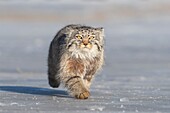 Asia,Mongolia,East Mongolia,Steppe area,Pallas's cat (Otocolobus manul),moving,running.