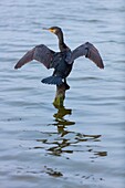 Great Cormorant (Phalacrocorax carbo,The Danubio Delta,Periprava,Romania