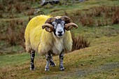 Lamb,Quiraing valley,Highlands,Scotland,United Kingdom.