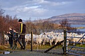 flock of sheep,Skinidin,Loch Erghallan,Isle of Skye,Highlands,Scotland,United Kingdom.