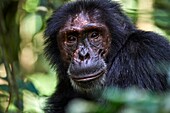 Männliches Porträt des Schimpansen (Pan troglodytes schweinfurthii) Kibale Nationalpark, Uganda.