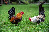 Free range chickens in Kunmai Ban Suan Resort,Thaton,Thailand