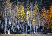 Fall colors have arrived in the Aspen Tree forests at The North Rim of Grand Canyon National Park,Arizona.
