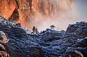 Fog and snow penetrate the sheer canyon walls of Zion National Park,Utah.