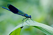 Male Banded Demoiselle,Calopteryx splendens. Showy metallic blue damselfly that inhabits slow moving rivers,streams. Females are metallic green. ca 48mm.