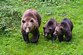 Braunbär, Ursus arctos, Weibchen mit zwei Jungen, Deutschland.