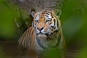 Siberian Tiger,Panthera tgris altaica,in pond.