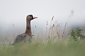 Greater White-fronted Goose / Blaessgans ( Anser albifrons ),one adult,resting,sitting in high grass of a meadow,watching attentively.