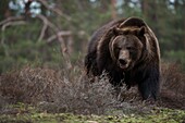 Europäischer Braunbär (Ursus arctos) steht im Unterholz am Rande eines Waldes, gefährliche Begegnung.