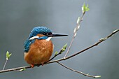 Eurasian Kingfisher ( Alcedo atthis ),male,resting,perched on a natural branch with fresh green,break of spring,wildlife,Europe.