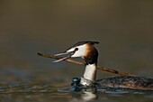 Great Crested Grebe (Podiceps cristatus),adult in breeding dress,carrying a reed stick,nesting material.