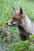 Portrait of a Red Fox ( Vulpes vulpes ),close-up,headshot,sitting in natural vegetation.