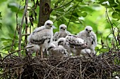 Sperber ( Accipiter nisus ), Nachwuchs, fünf junge Küken, stehen in ihrem Nest, beobachten, warten auf Futter, Deutschland.