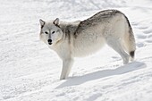 Grauer Wolf / Wolf (Canis lupus), im Winter, im Tiefschnee stehend, aufmerksam beobachten, schönes Winterfell, bernsteinfarbene Augen, Yellowstone-Gebiet, Montana, USA.