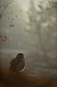 Europäischer Uhu (Bubo bubo) sitzt auf einigen Felsen, am frühen Morgen, dunstige Hintergrundbeleuchtung.