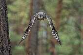 Virginia-Uhu (Bubo Virginianus) fliegen durch einen Nadelwald, geheimnisvoller, geräuschloser Flug.