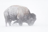 American Bison ( Bison bison ) during blizzard,rolling snow,pawing the snow,searching for food,Yellowstone NP,Wyoming,USA.