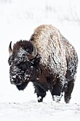 Amerikanischer Bison (Bison Bison) im Winter, bedeckt mit Schnee und Eis, bei rauem Winterwetter, Yellowstone NP, USA.