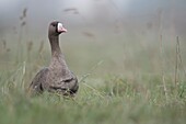 Greater White-fronted Goose / Blaessgans ( Anser albifrons ),arctic winter guest,sitting in high grass of a meadow,Lower Rhine Region,Germany.