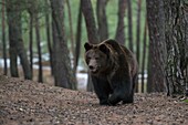 Eurasian Brown Bear ( Ursus arctos ) walking,coming up a hill in a forest,looks curious,frontal shot,Europe.