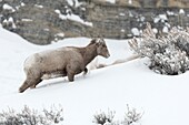 Rocky Mountain Bighorn Sheep ( Ovis canadensis ),adult female in winter,snowfall,walking up a mountain through deep snow,Yellowstone,USA..