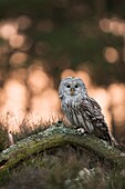 Ural Owl ( Strix uralensis ) sitting on an old piece of wood,at the edge of a forest,while sunrise,in backlight,full body.