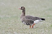 Blässgans ( Anser albifrons ) im Winter, Schneefall, zu Fuß über Grasland, Einzelvogel, Wildtiere, Europa.