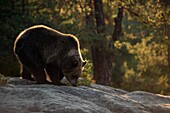 Braunbär (Ursus arctos), junges Jungtier, stehend auf Felsen auf einer Lichtung in einem borealen Wald, schnüffelt am Hround, warmes Morgenlicht, Europa.