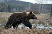 European Brown Bear / Europaeischer Braunbaer ( Ursus arctos ) young cub,walking through open grassland,frozen marshland.