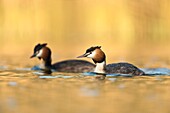 Great Crested Grebes / Haubentaucher ( Podiceps cristatus ),pair,swimming next to each other,warm atmospheric light..