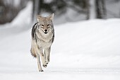 Kojote (Canis Latrans) im Winter, hoher Schnee, in Eile, Laufen, Frontalansicht, scheint glücklich zu sein, sieht lustig aus, Yellowstone NP, Wyoming, USA..