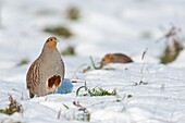 Rebhühner (Perdix perdix) im Schnee, nicht wandernd, steht aufrecht, zeigt sein typisches Hufeisenzeichen.