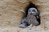 Eurasian Eagle Owls / Europaeische Uhus ( Bubo bubo ),young chicks at nesting site,feeding on prey ( nutria ),wildlife,Europe.