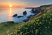 Frühlingsblumen an den Bedruthan Steps in Cornwall, eingefangen kurz vor Sonnenuntergang an einem Abend Mitte Mai.
