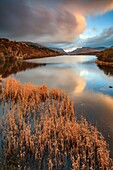 Schilf, aufgenommen bei Sonnenuntergang von der Brücke Pont Pen-y-Llyn am nordwestlichen Ende von Llyn Padarn im Snowdonia-Nationalpark in Wales.