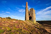 Tywarnhayle Engine House near Porthtowan in Cornwall,captured on an evening in late August when the heather was in bloom.