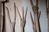 Crude wooden pitch forks used by Berber nomads,Tighmert Oasis,Morocco.