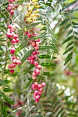 Pink peppercorns (Schinus molle) grow on branches of Peruvian peppertree,Tighmert Oasis,Morocco.