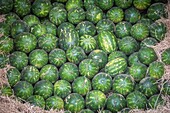 Haufen ordentlich platzierter Wassermelonen (Citrullus lanatus), Oase Tighmert, Marokko.