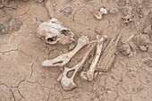 Schädel und Knochen eines Schafes, Foum Zguid, Marokko.