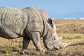 White rhinoceros or square-lipped rhinoceros (Ceratotherium simum)Nakuru National Park,Kenya.