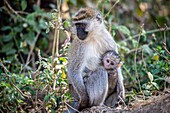 Vervet monkey with infant (Chlorocebus pygerythrus) Nakuru National Park,Kenya.